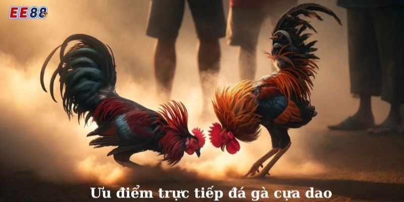 Những lưu ý quan trọng khi tham gia cá cược đá gà cựa dao